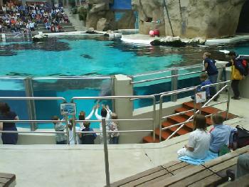 wistful: noch mehr Delfinshow