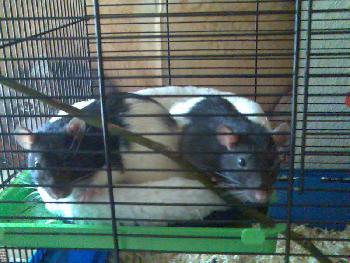 Leo & Leon