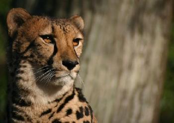 Gepard