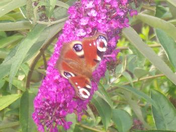Schmetterling auf einem Flieder Zweig