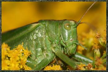 Gr�nes Heupferd  Close up