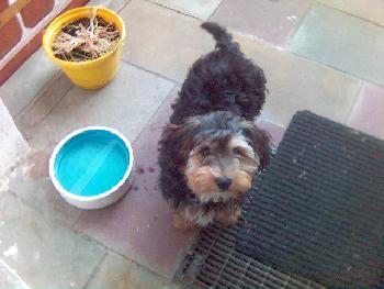 Von Hunden, toten Pflanzen und Fu�abstreifern ^^