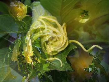 Engelstrompete mal anders