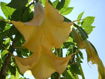 Engelstrompete das Original