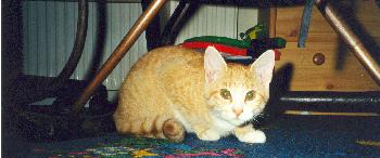 Kitty noch klein & brav =)