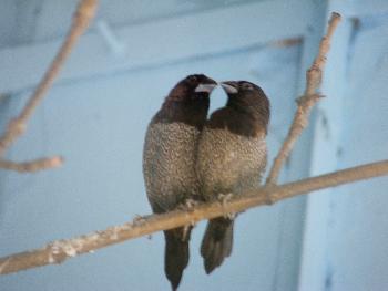 Zwei V�gel - die wahre Liebe