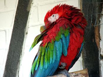 Ich schlafe nicht, ich tue nur so