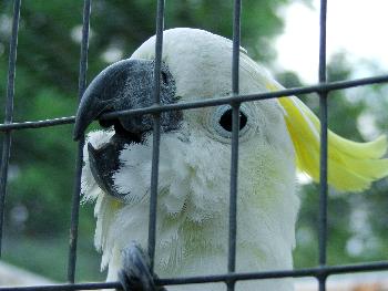 Gefangenschaft ist nichts sch�nes (Nymphensittich)