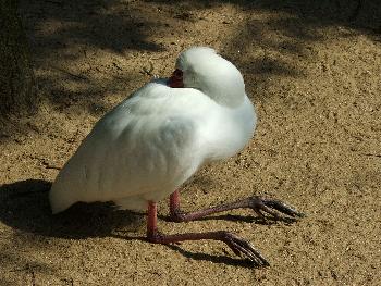 L�ffler - faszinierende Gelenkigkeit