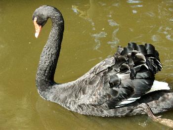 Trauerschwan, ein wundersch�ner Vogel, man achte auf die gl�nzenden Federn
