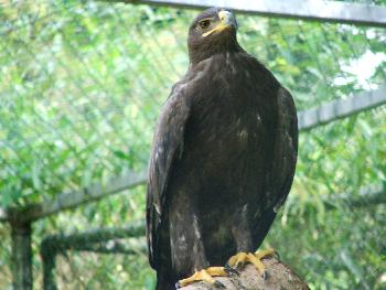 Steppenadler in voller Krpergre