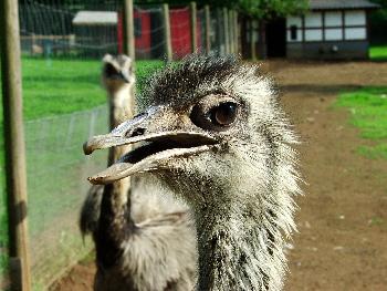 Nandu (Portrait), im Hintergrund ein Kollege