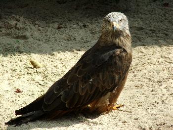 Dieser Bussard sitzt auf dem Boden, artgerechte Tierhaltung?