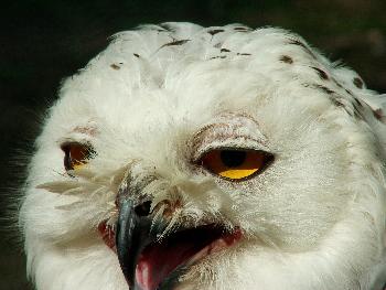 Schnee-Eule (Portrait)