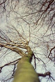 B�ume 1