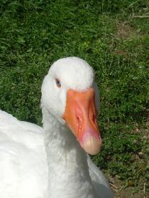 *Posing* (Das Tier hat sich in der Tat keinen Millimeter bewegt)