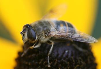 Schwebfliege