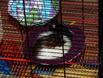 Broscha - so liegen doch eigentlich Katzen?