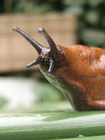 Nacktschnecke (Detail)