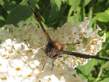 Schmetterling - Fuchs (Detail)