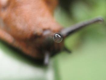 Nacktschnecke 2 (Detail)