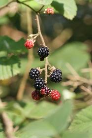 Brombeeren am Strauch
