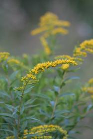 Blumen am Bach (4)