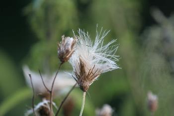 Blumen am Bach (5) Ausgebl�ht, zur Vermehrung bereit :)