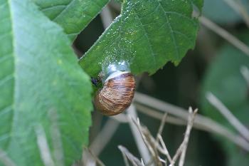 Schnecke