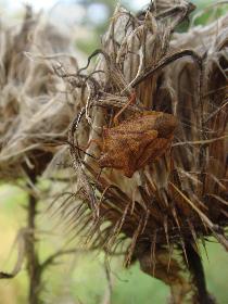 Starbug: Tarnung ist die halbe Miete