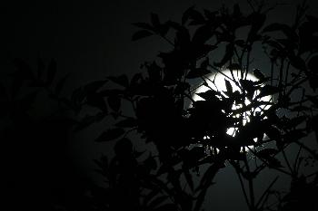 Bl�tter im Mondschein