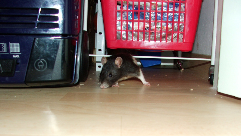 Broscha - Typisch Maus
