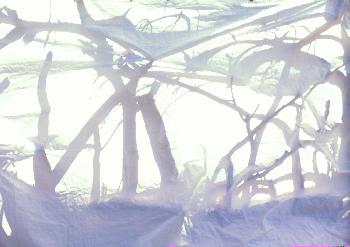 Reglindis: Schattenspiel