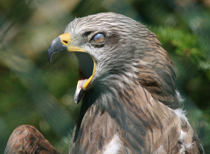 Böser Adler