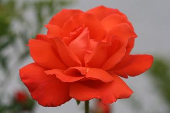 Rosenbl�te