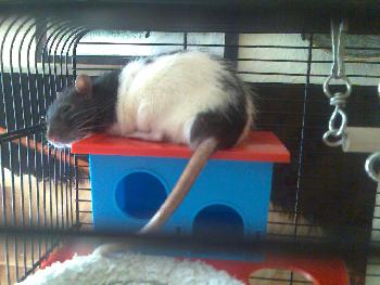 Leon - Auf dem Dach is es sch��n