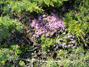Aus dem Garten ;-)