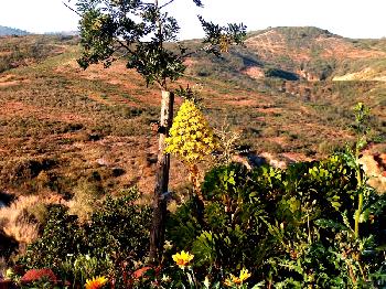 Tal in Richtung Monquice