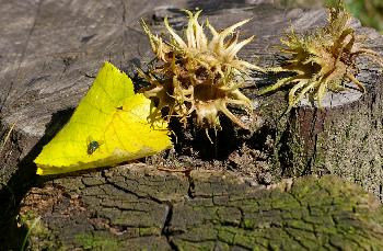 sophilo: bald schon, der Herbst