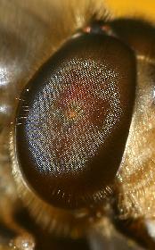 Facettenaugen der Insekten