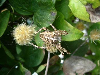 Kreuzspinnchen ...