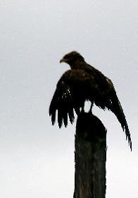 Adler in freier Wildbahn