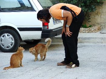 Tierische Kommunikation in den Hfen von Mdina