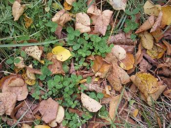 Bunte Bl�tter fallen ...