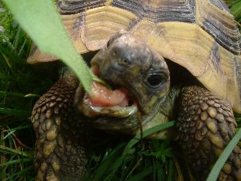 Raubtierf�tterung ...