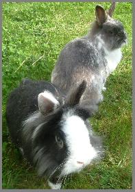 Unsere dicken Kaninchen beim Freigang ..