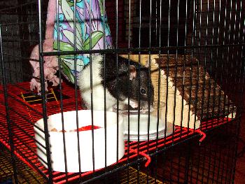 Broscha - Milchtrinken mit 2 Pfoten