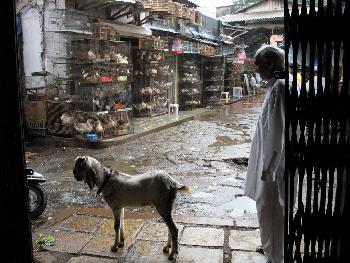 Baba im Crawford Market - Mumbai