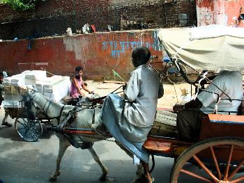 Pferdekarren in Delhi