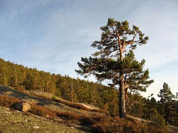 Baum im abendlichen Herbstlicht
